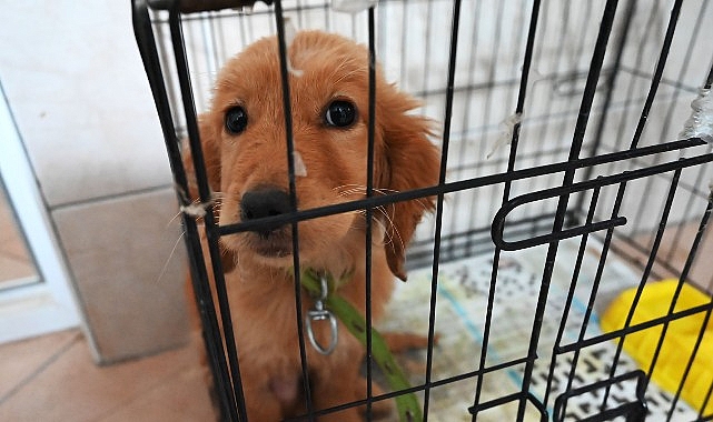 Kemer Belediyesi “Can dostlarına” sahip çıkıyor