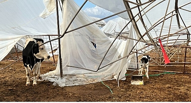 Büyükşehir yağış ve fırtınadan zarar gören üreticinin yanında