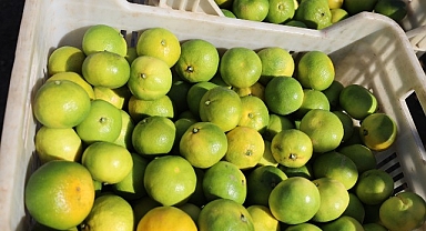 Ekim ayında mandalina ihracatında yüzde 144’lük rekor artış